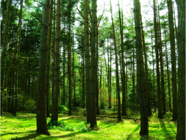 植树造林340万亩!今年广西森林面积与蓄积”双增”
