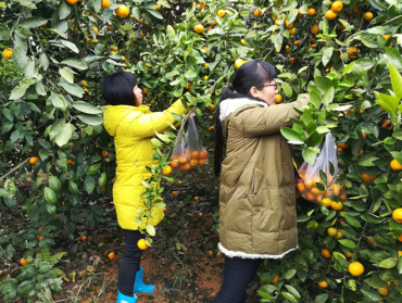 桂林市检测中心对“三品一标”企业上市柑桔进行专项监督抽样