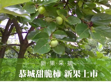 广西恭城脆柿
