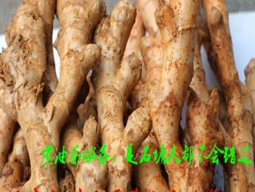 广西桂林全州石塘农家自种黄姜