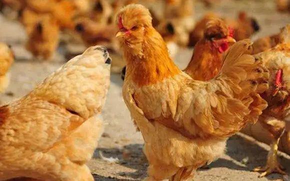 “十三五”中国农科院畜禽种业进展：鸡鸭牛等品种有何变化？